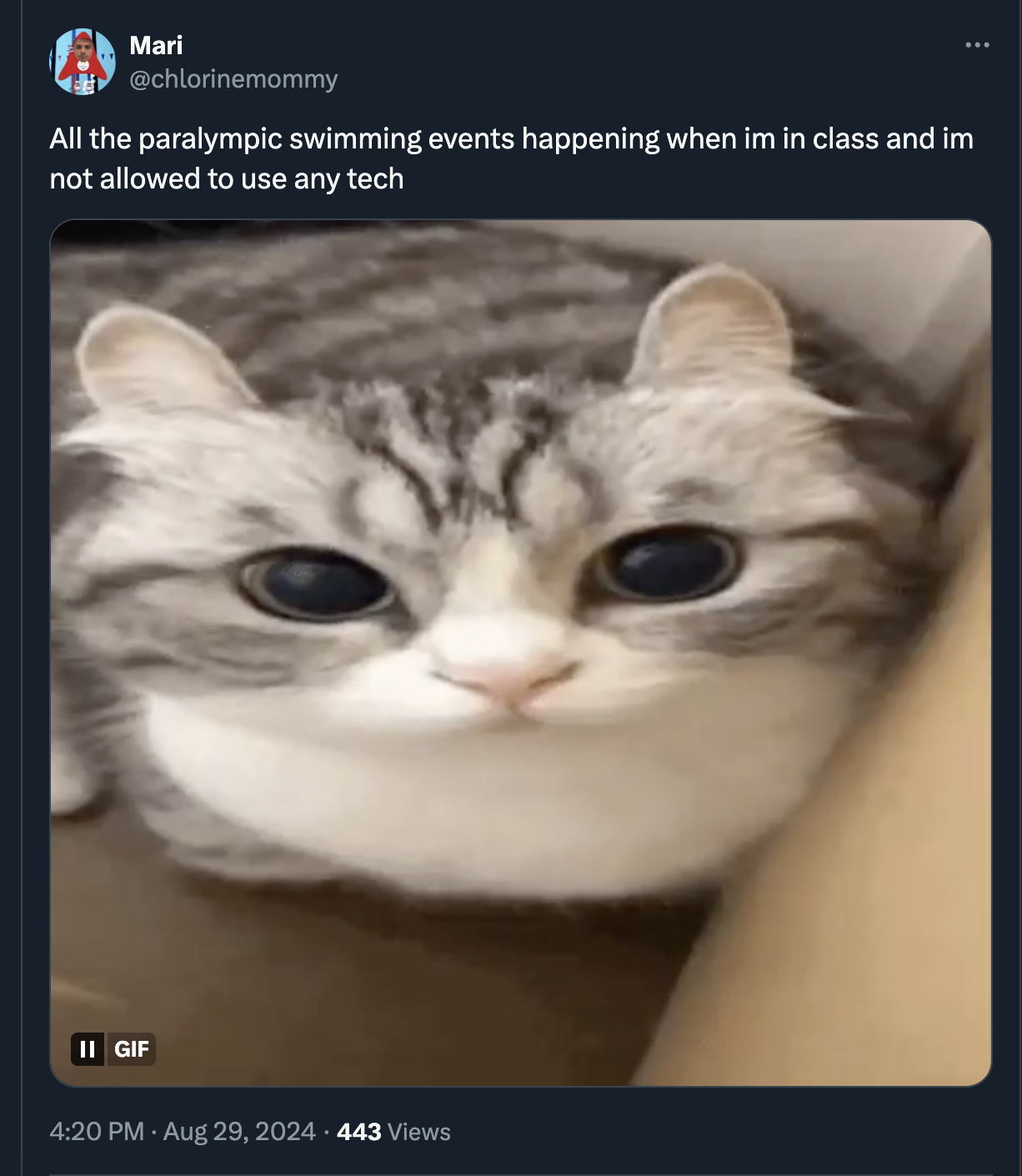 cat boom gif - Mari All the paralympic swimming events happening when im in class and im not allowed to use any tech Ii Gif 443 Views